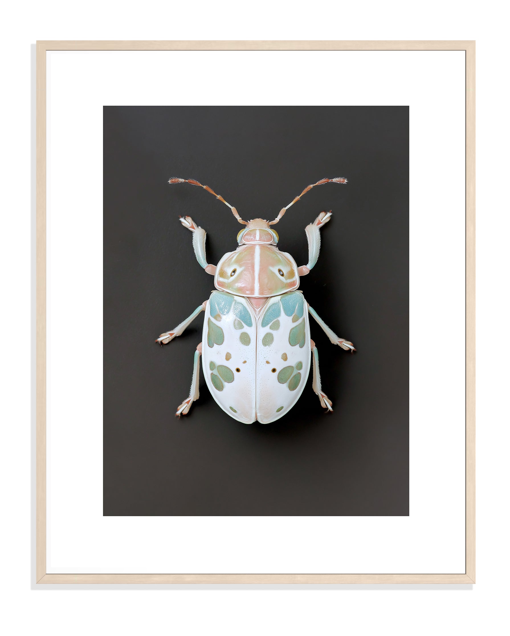 BEETLE 001 by Coco Holtz — Archival Pigment Print
