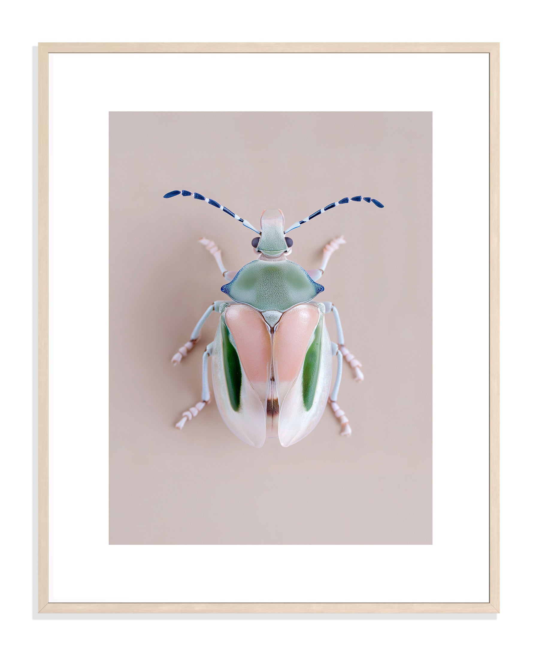 BEETLE 004 by Coco Holtz — Archival Pigment Print