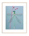 DRAGONFLY 002 by Coco Holtz — Archival Pigment Print