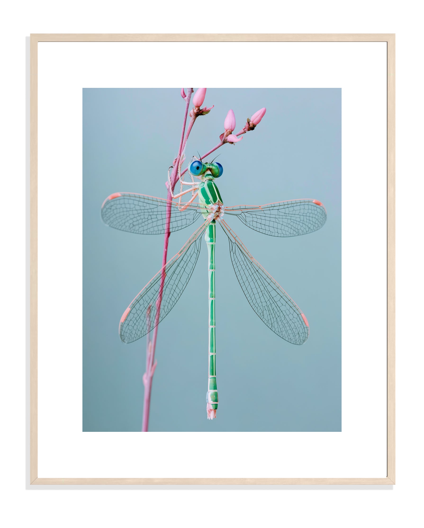 DRAGONFLY 002 by Coco Holtz — Archival Pigment Print