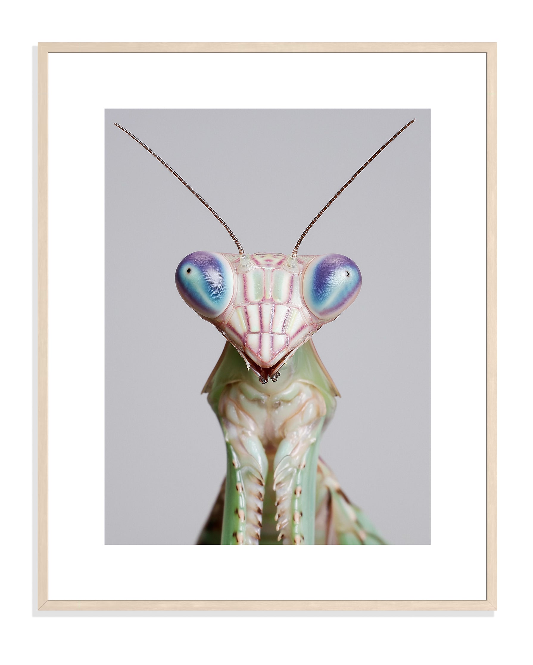 Praying Mantis 001 by Coco Holtz — Archival Print