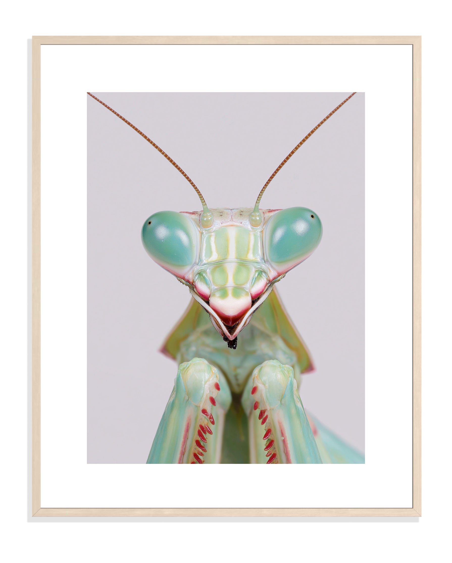 Praying Mantis 002 by Coco Holtz — Archival Print