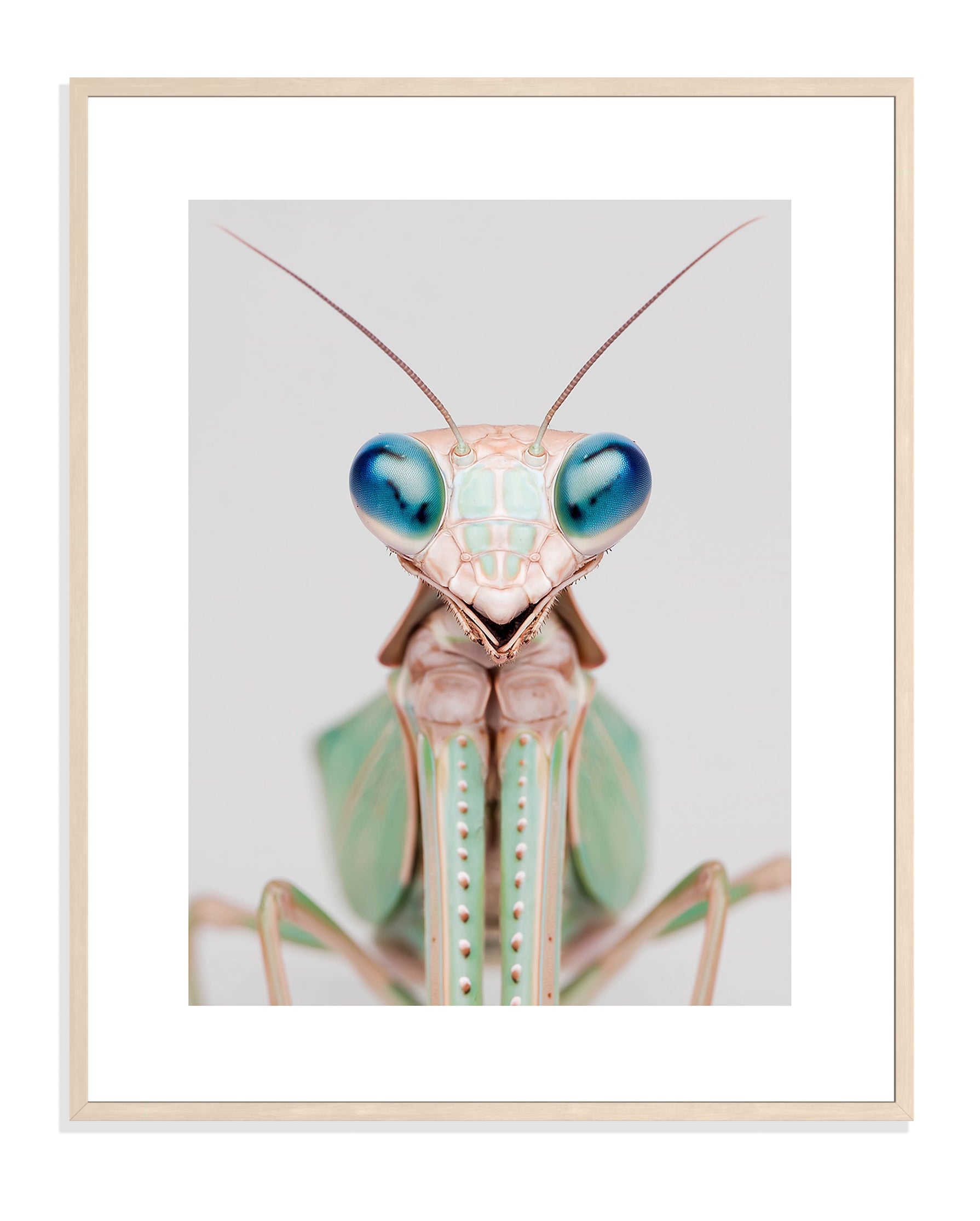 Praying Mantis 003 by Coco Holtz — Archival Print