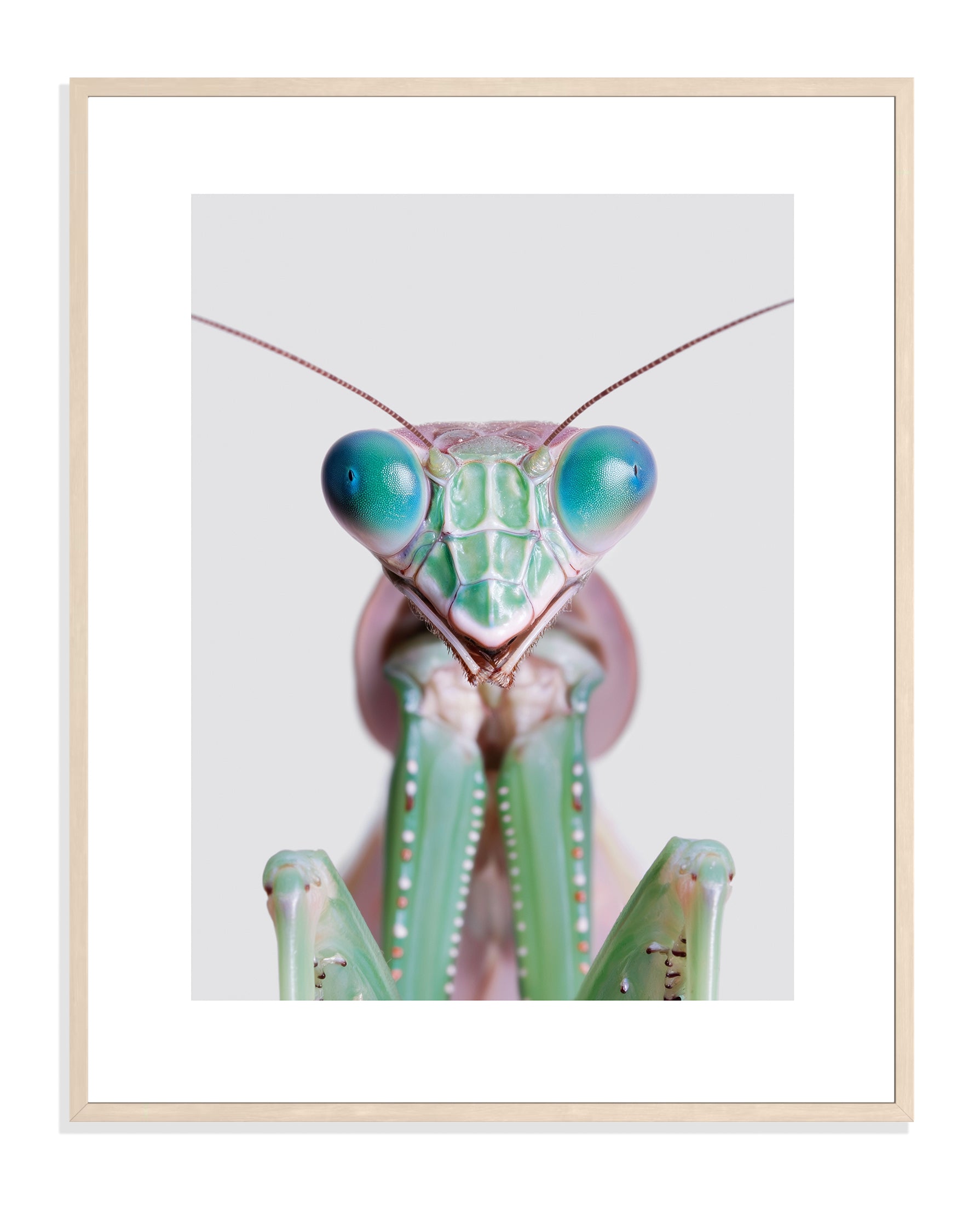 Praying Mantis 004 by Coco Holtz — Archival Print