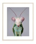 Praying Mantis 006 by Coco Holtz — Archival Print