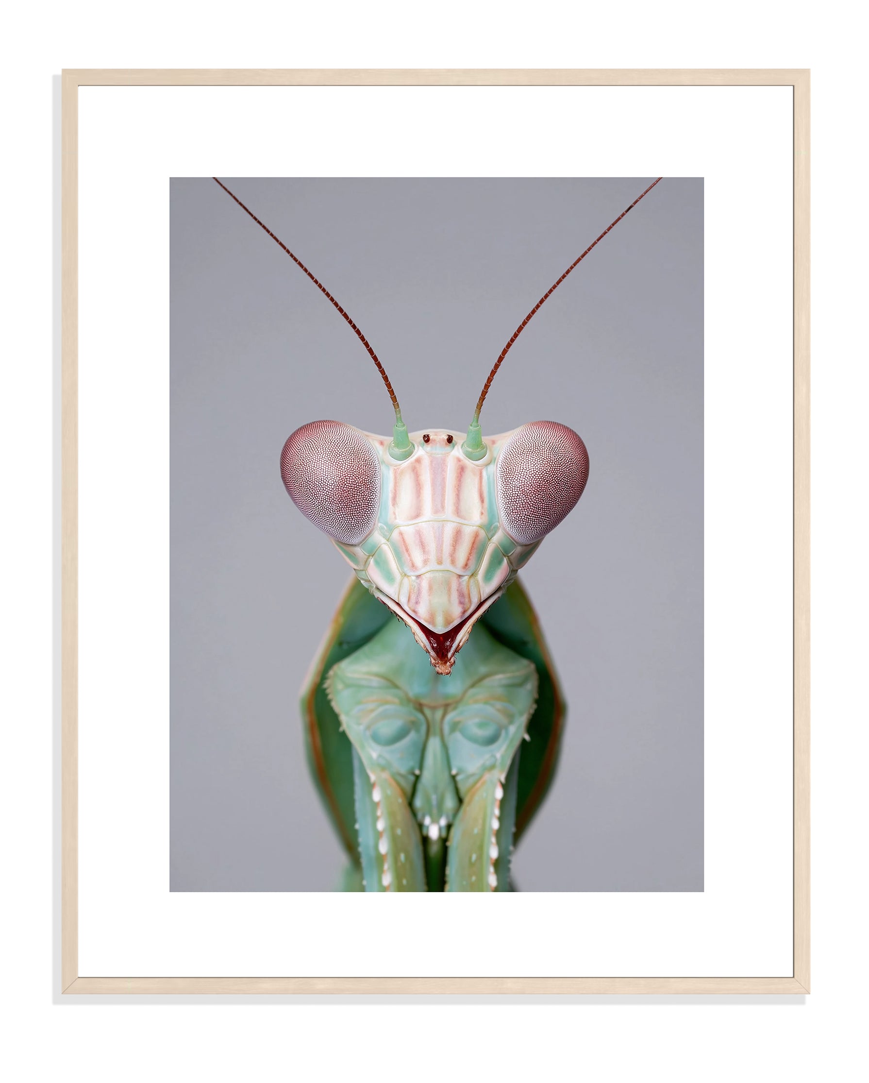 Praying Mantis 006 by Coco Holtz — Archival Print